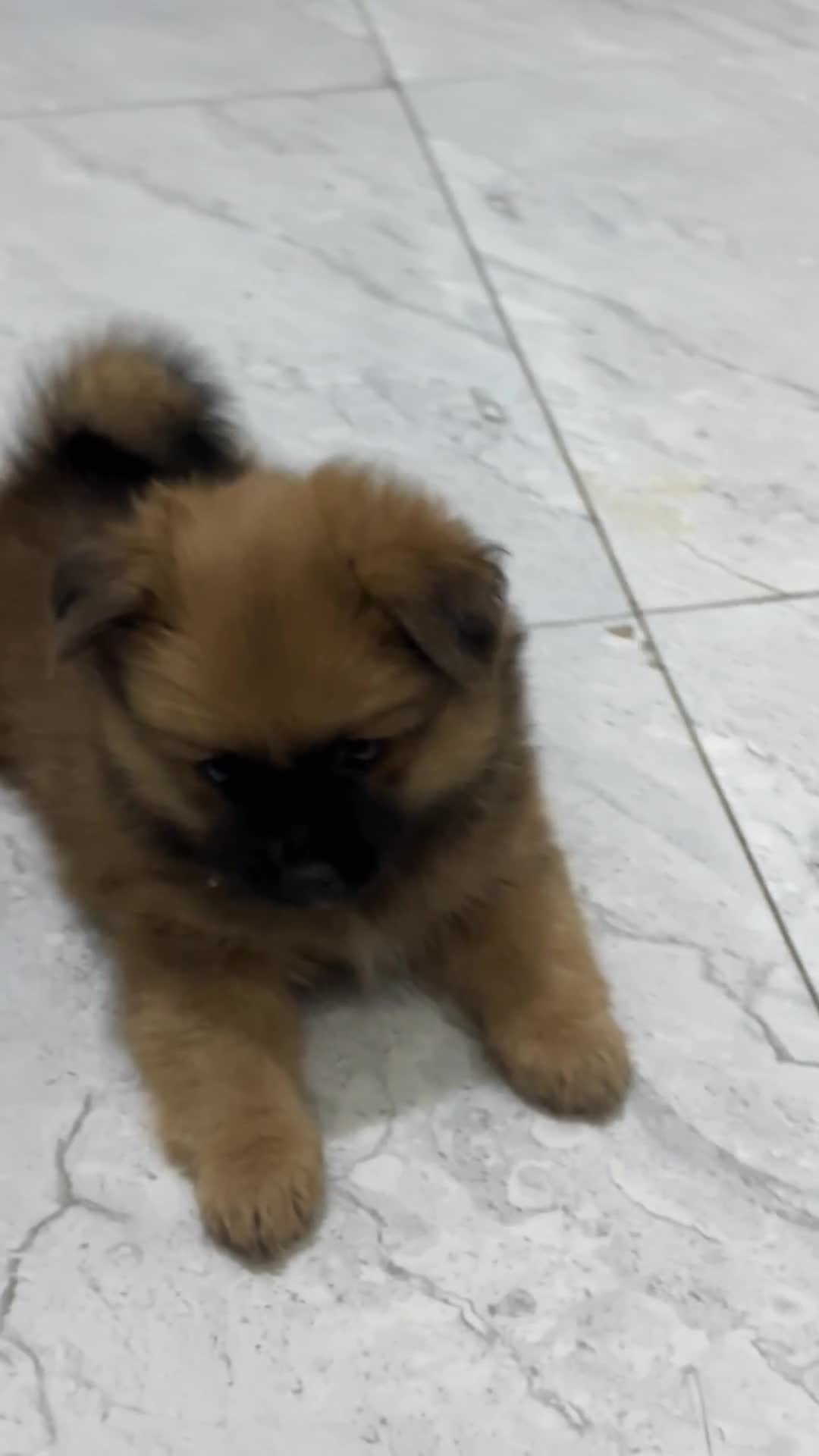Puppy Dog For Sale - 2