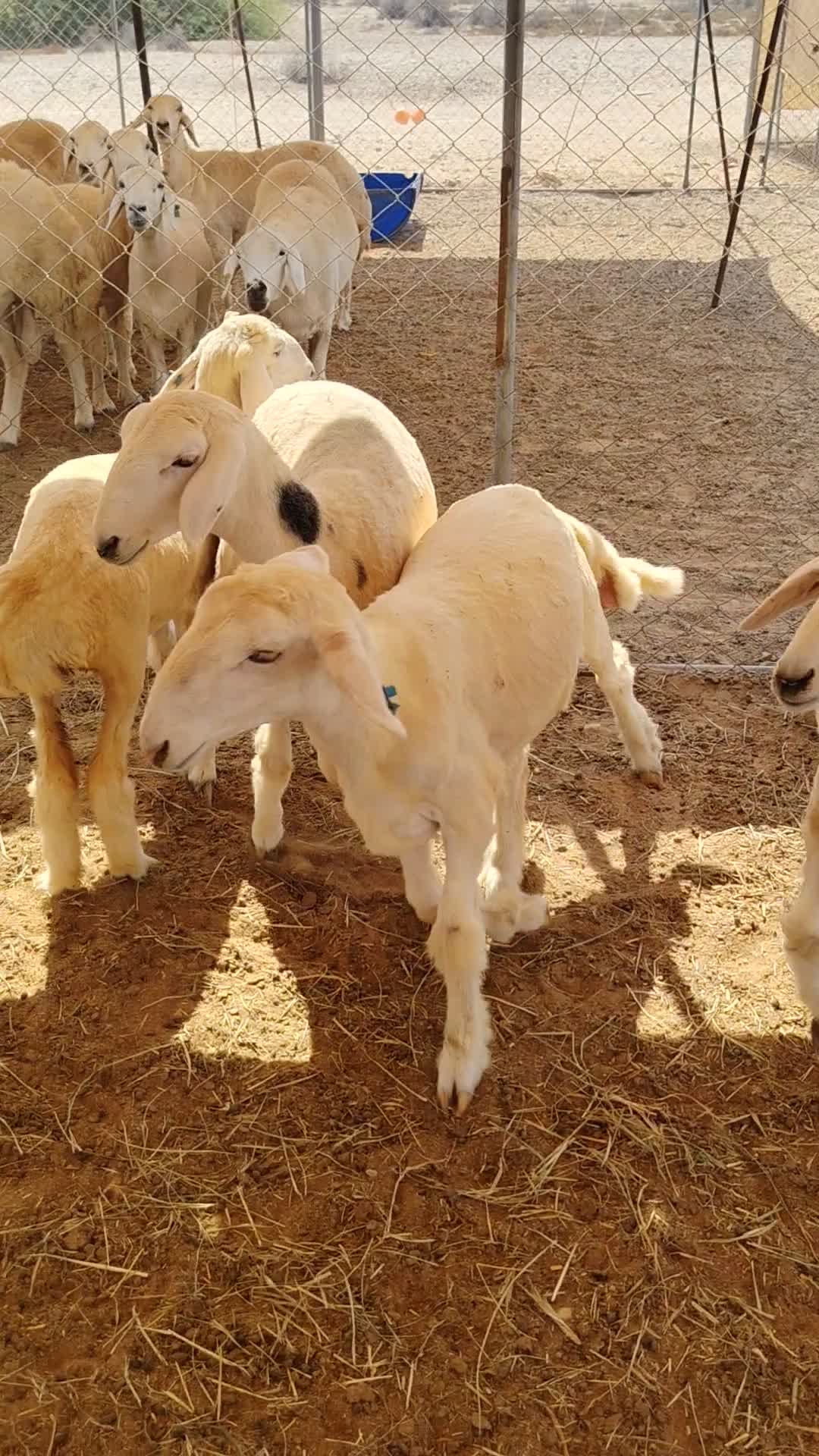رخال حرية طيبه - 1