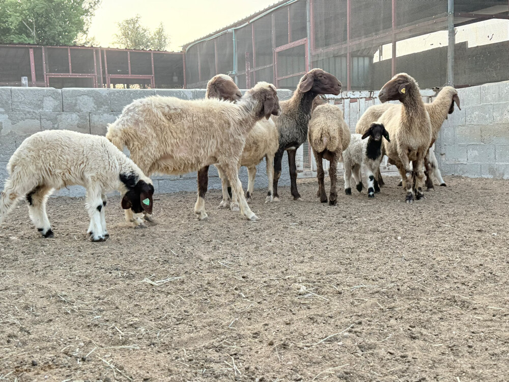 للبيع شواهات - 1