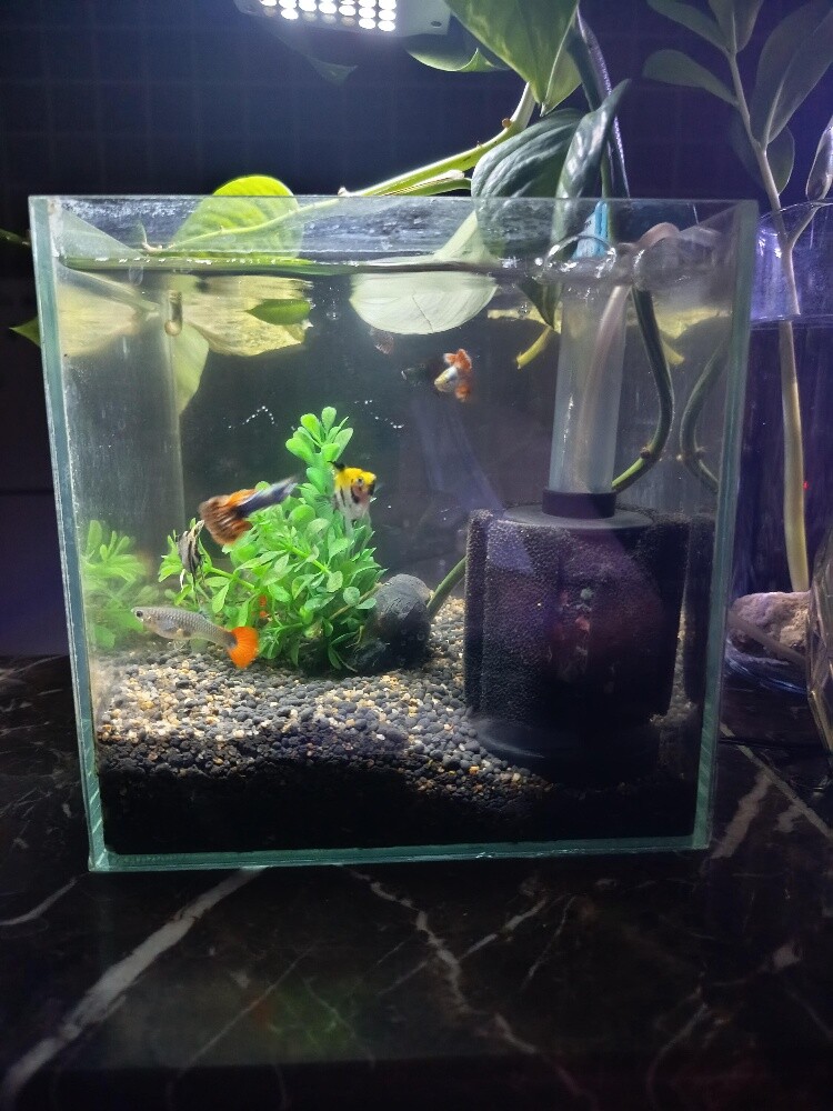 small aquarium - 3