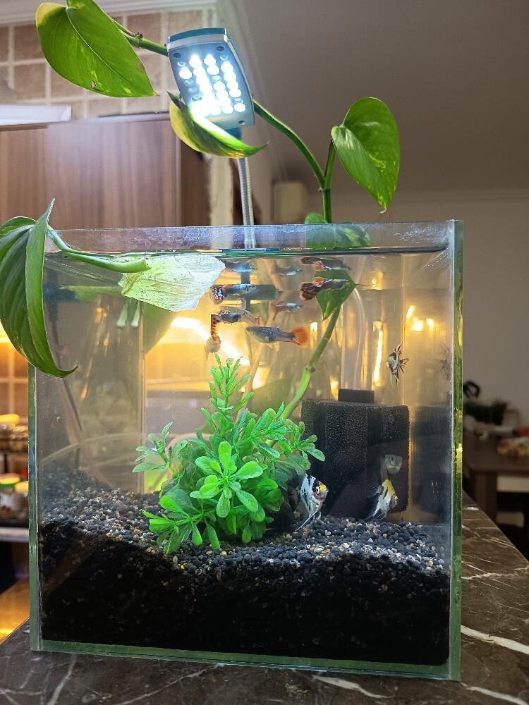 small aquarium - 4