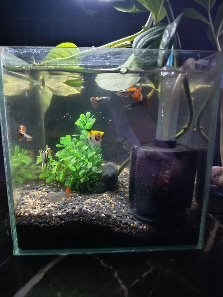 small aquarium - 2
