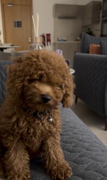 Toy Poodle - 2