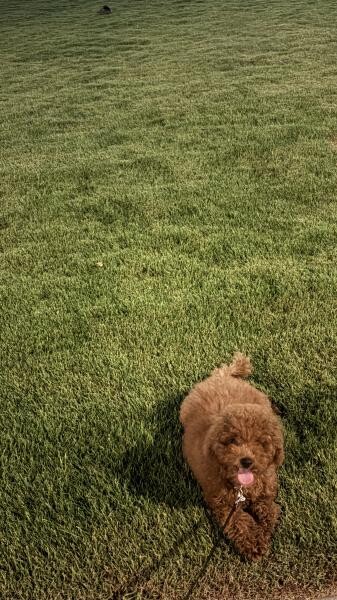 Toy Poodle - 1