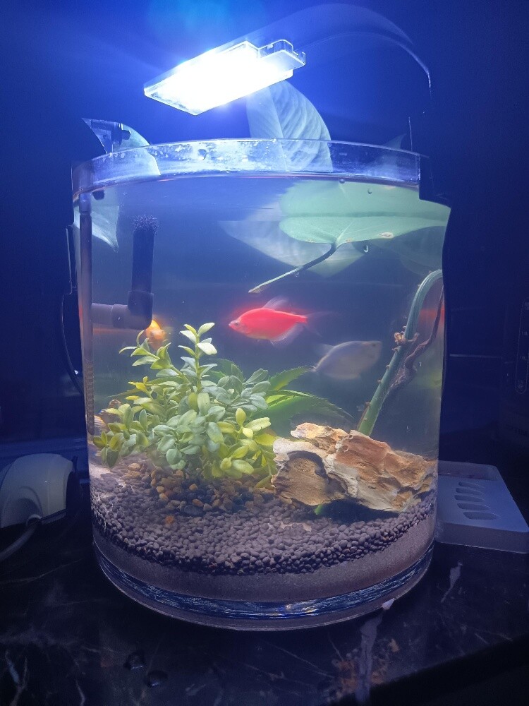 aquarium - 1