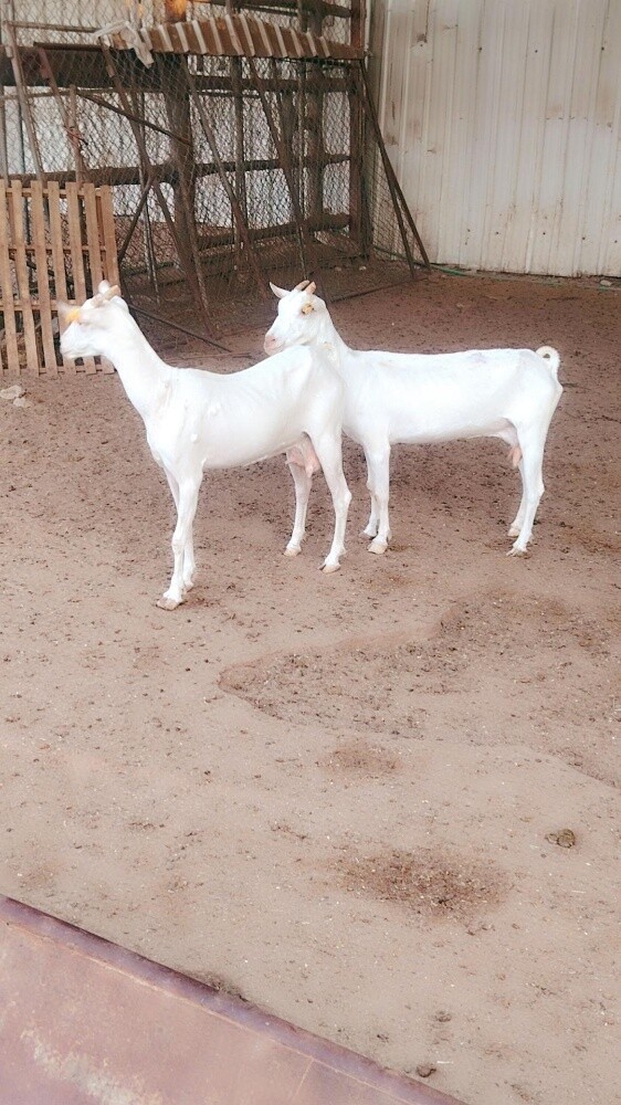معزه عمانيه ٢ - 2