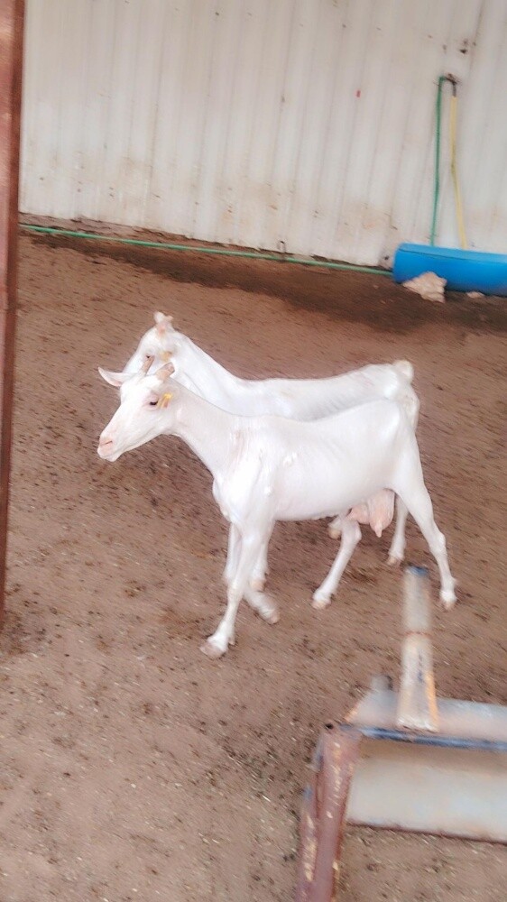 معزه عمانيه ٢ - 5
