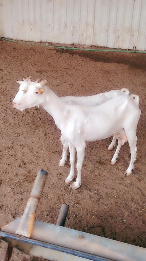 معزه عمانيه ٢ - 3