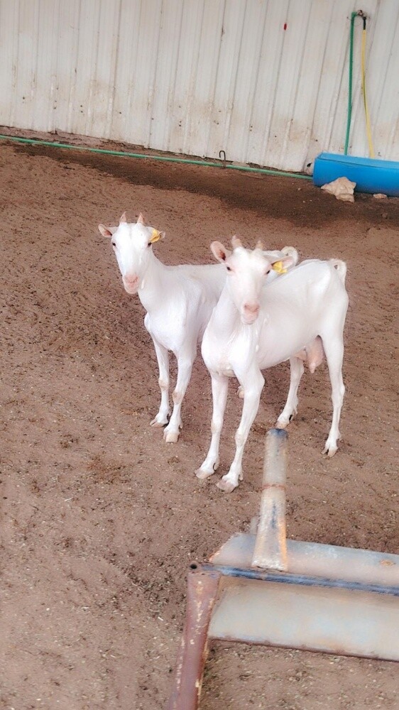 معزه عمانيه ٢ - 4