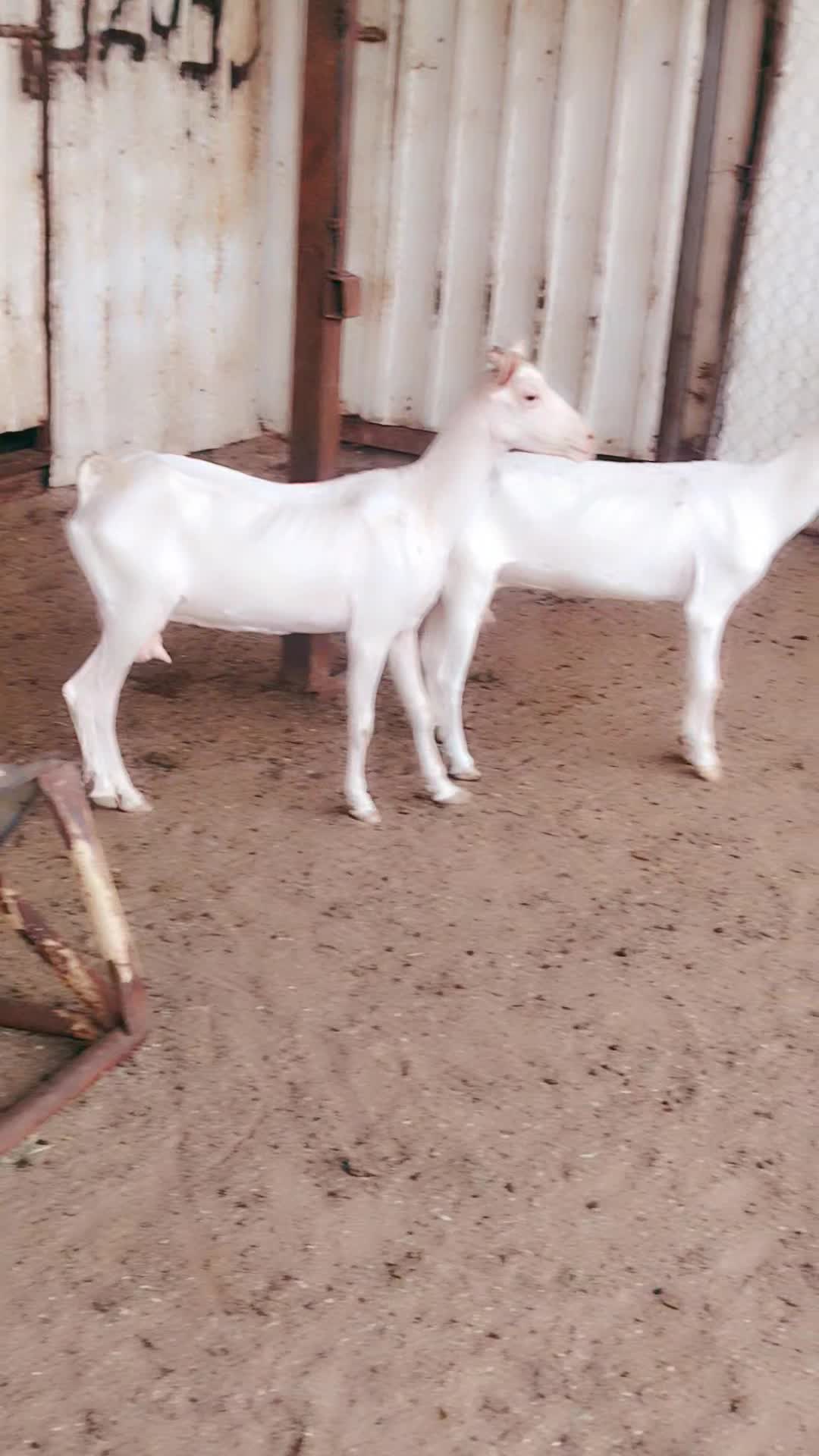معزه عمانيه ٢ - 6