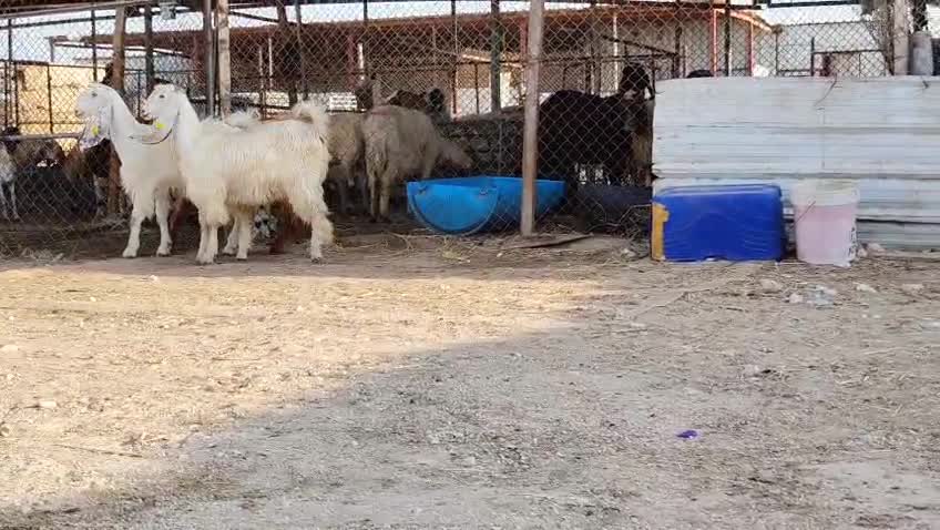 للبيع جمد عوارض فاخره وطيبه جدا - 1