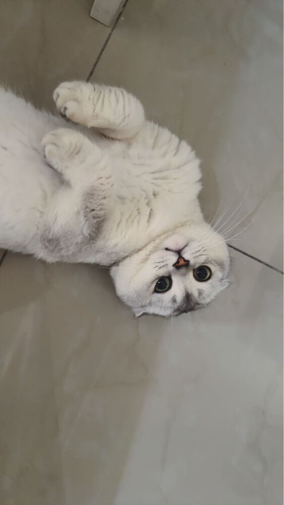‏Scottish  fold - 2