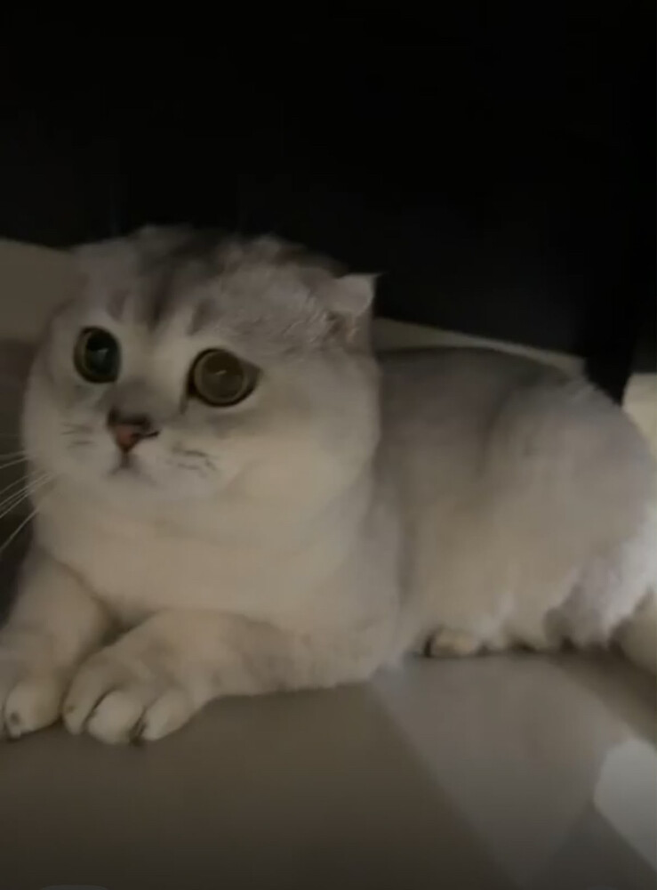 ‏Scottish  fold - 1
