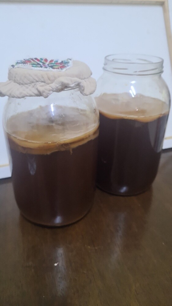 Kombucha activ live SCOBY - 1
