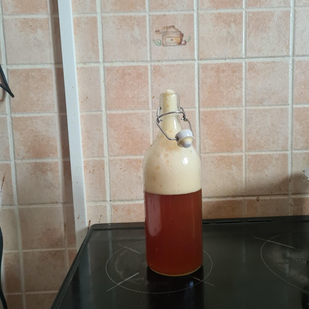 Kombucha activ live SCOBY - 3