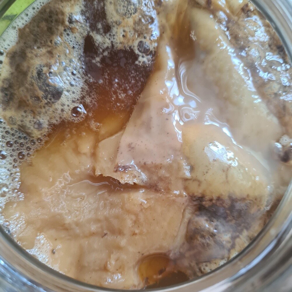 Kombucha activ live SCOBY - 2