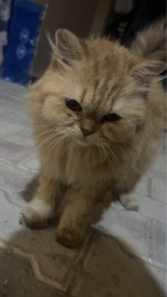 عبدالستار - 3