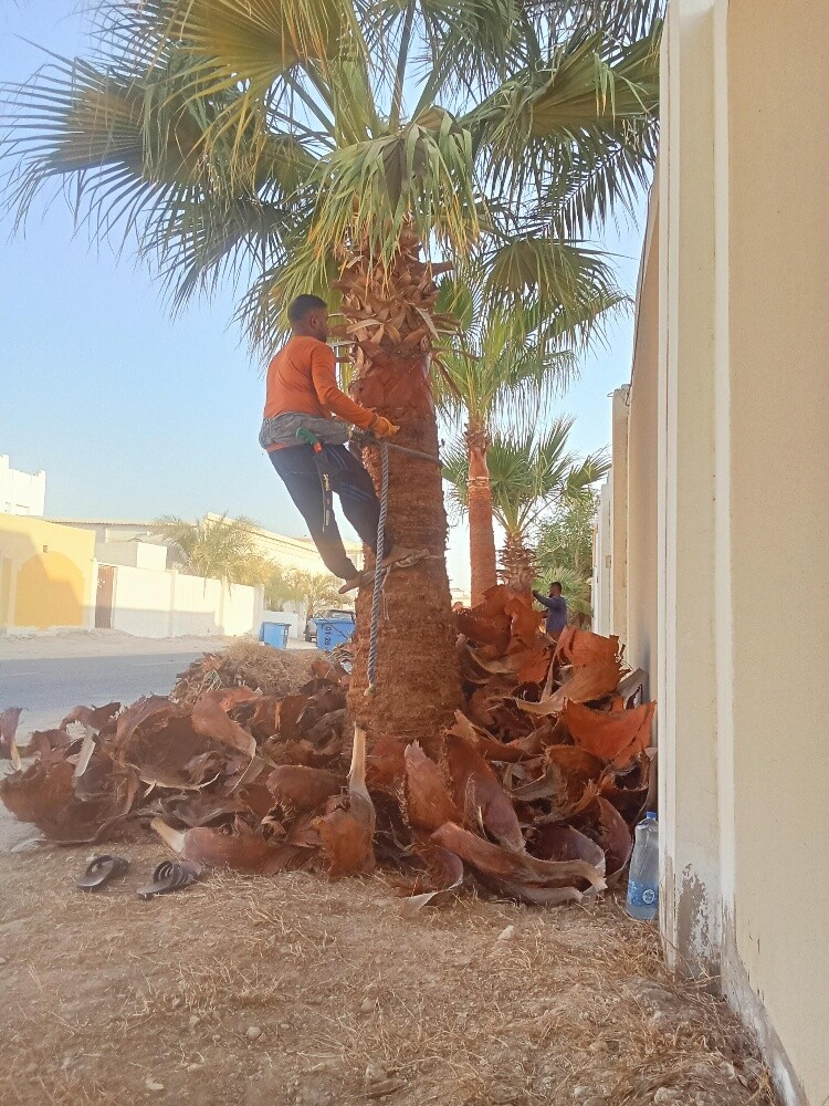 قطع كل الأشجار ونقل النخل وزراعته - 1