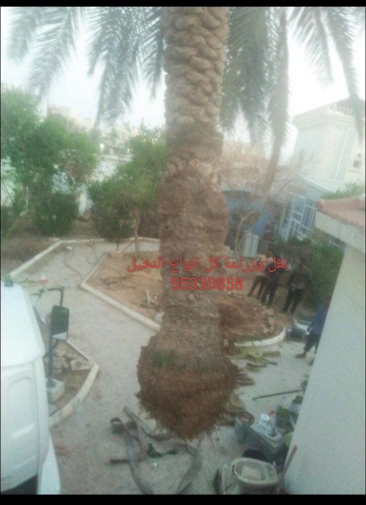 قطع كل الأشجار ونقل النخل وزراعته - 5