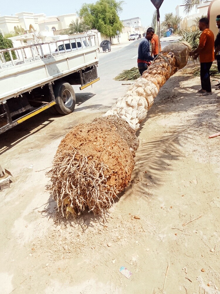 قطع كل الأشجار ونقل النخل وزراعته - 3