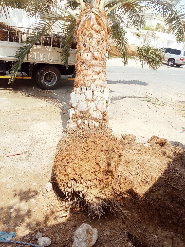 قطع كل الأشجار ونقل النخل وزراعته - 2