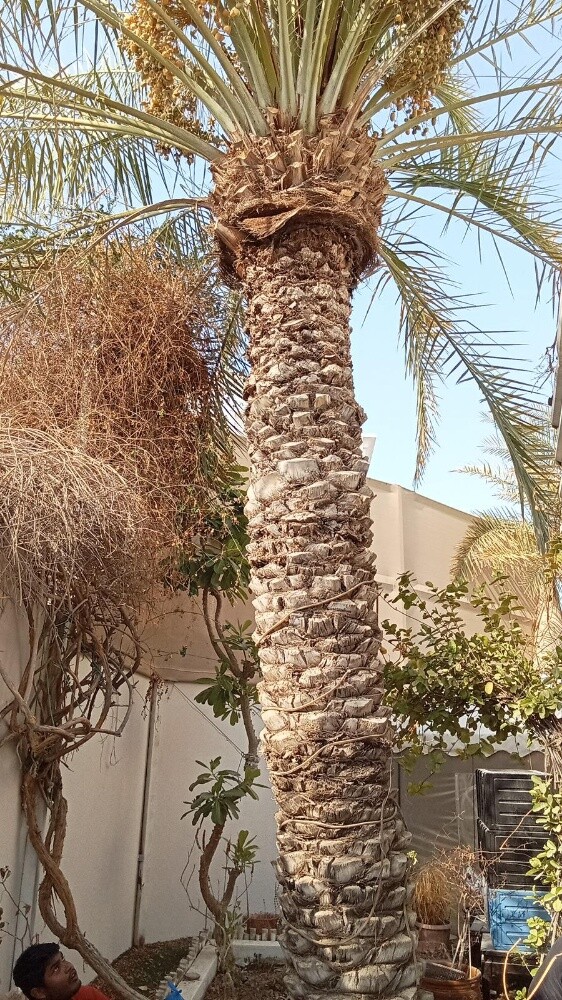 قطع كل الأشجار ونقل النخل وزراعته - 9