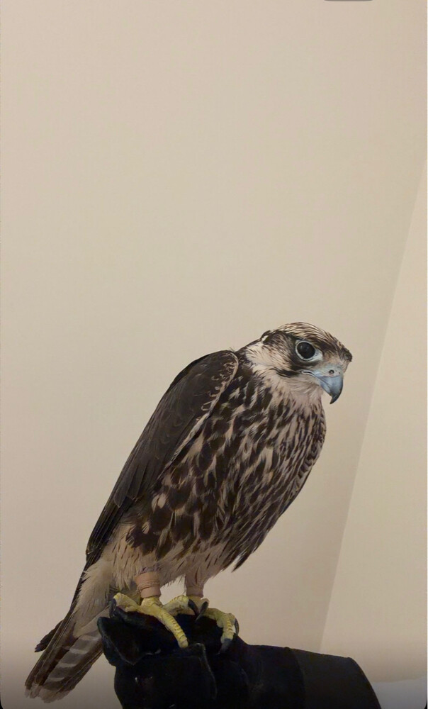 فكري - 1