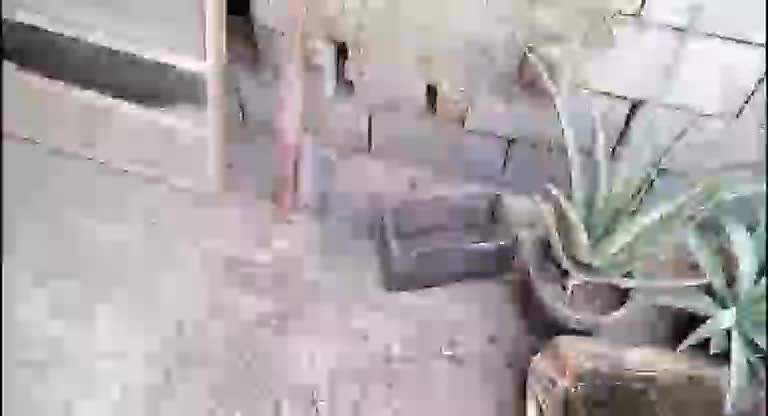 خداشه لصيد جميع أحجام الفئران - 4