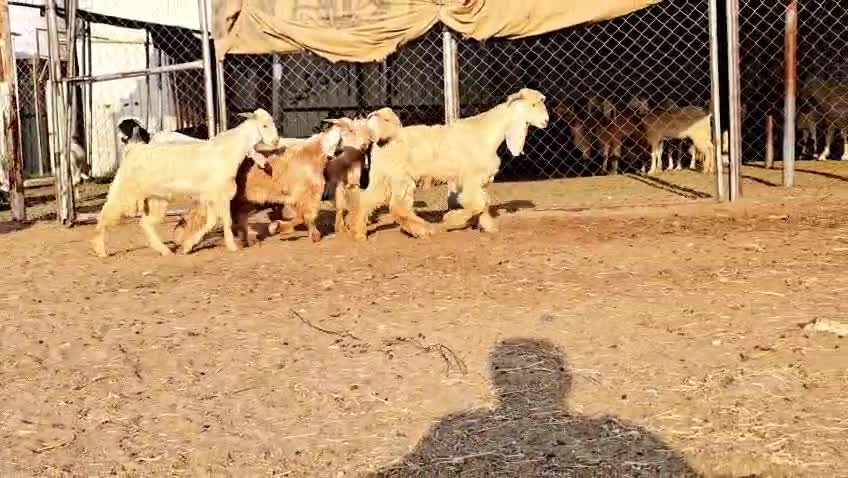 للبيع تيوس عوراض سمان فل الفل - 1