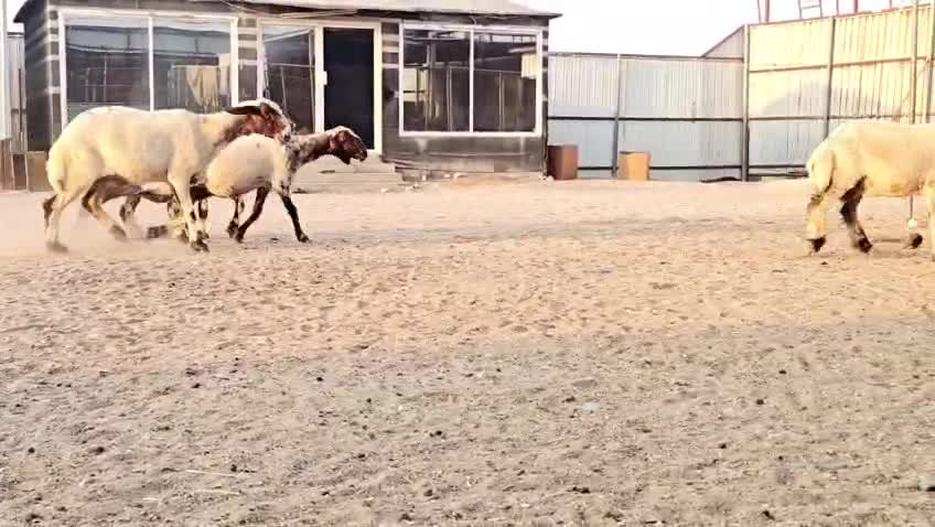 للبيع شوهات سوريه دفيع شرط سونار - 1