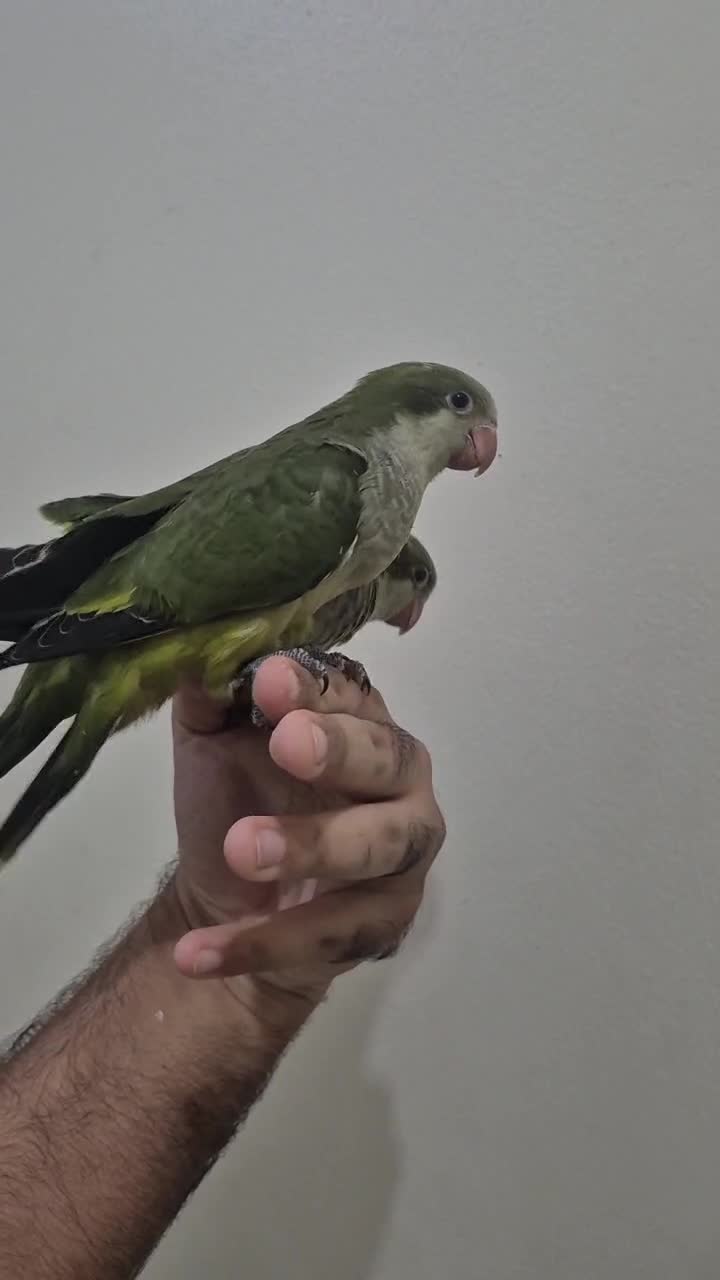 Olive Quaker chick - 1