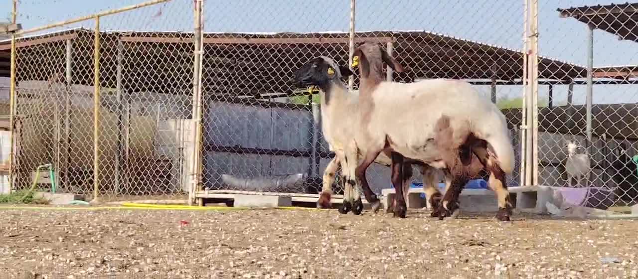 للبيع شويهات سوريه طيبه دفيع - 1