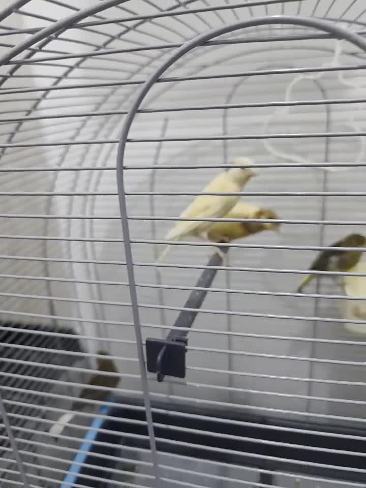 canaries chicks - 1