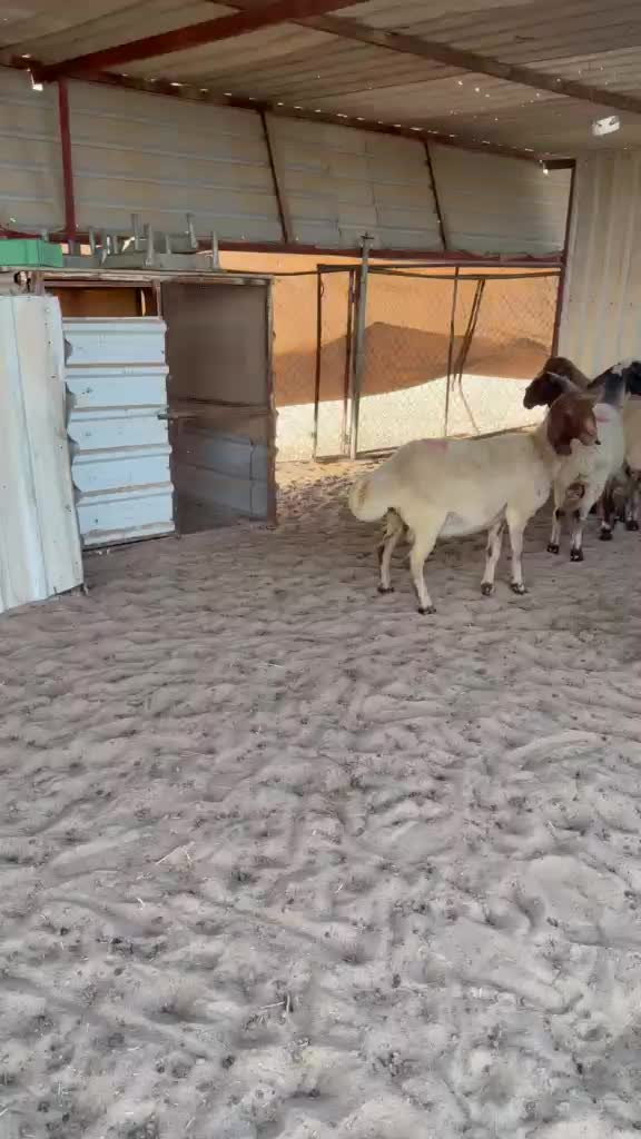 شويهات سوريه دفيع شرط تنيه ورباع - 1