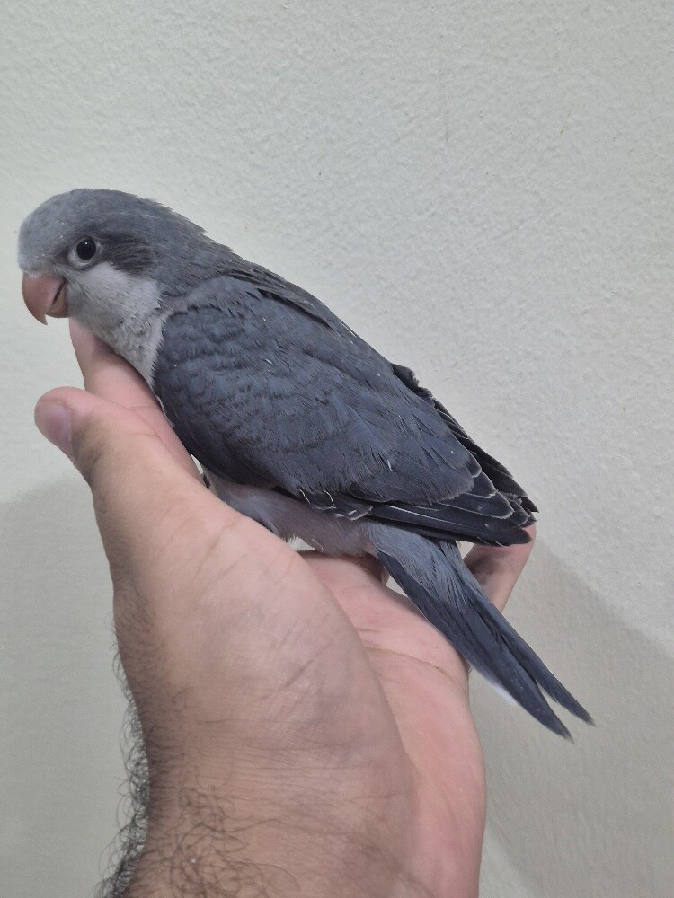Quaker Voilet - 1
