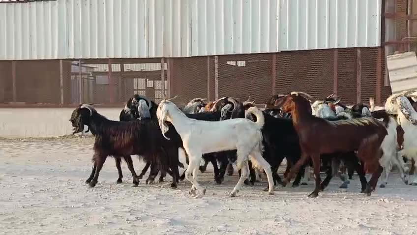 للبيع معزا عوارض ومشاريك - 1