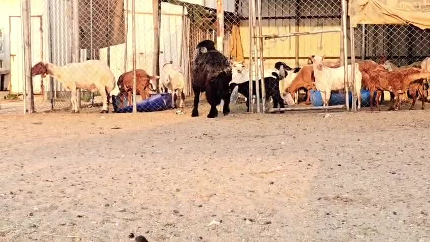 للبيع فحل عربي صنف فاخره طيبه - 5