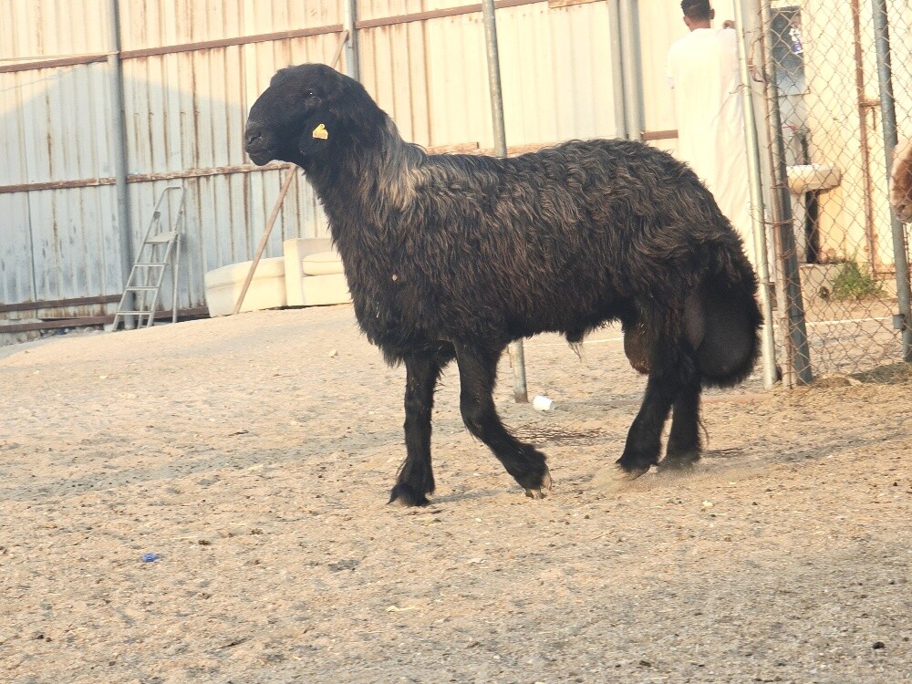 للبيع فحل عربي صنف فاخره طيبه - 2