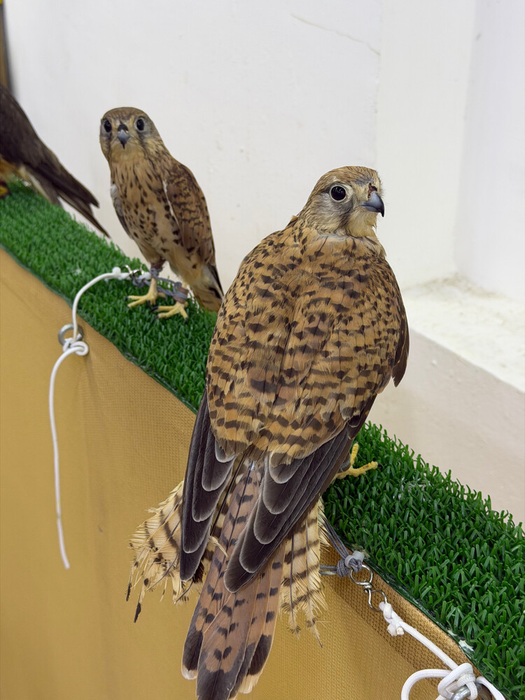 شرايس   - 3