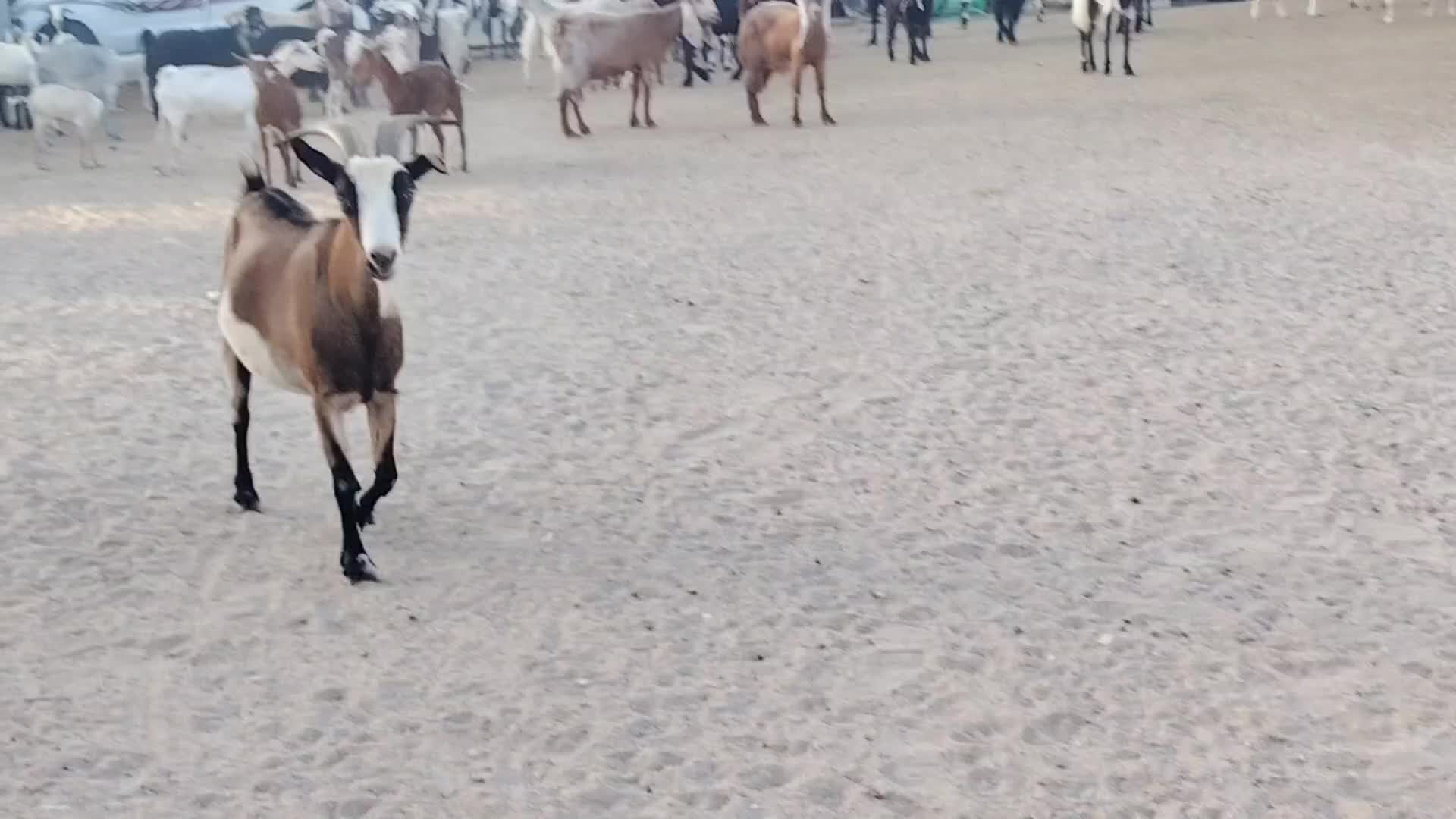 للبيع عنز غزم مهجنه طيبه - 4