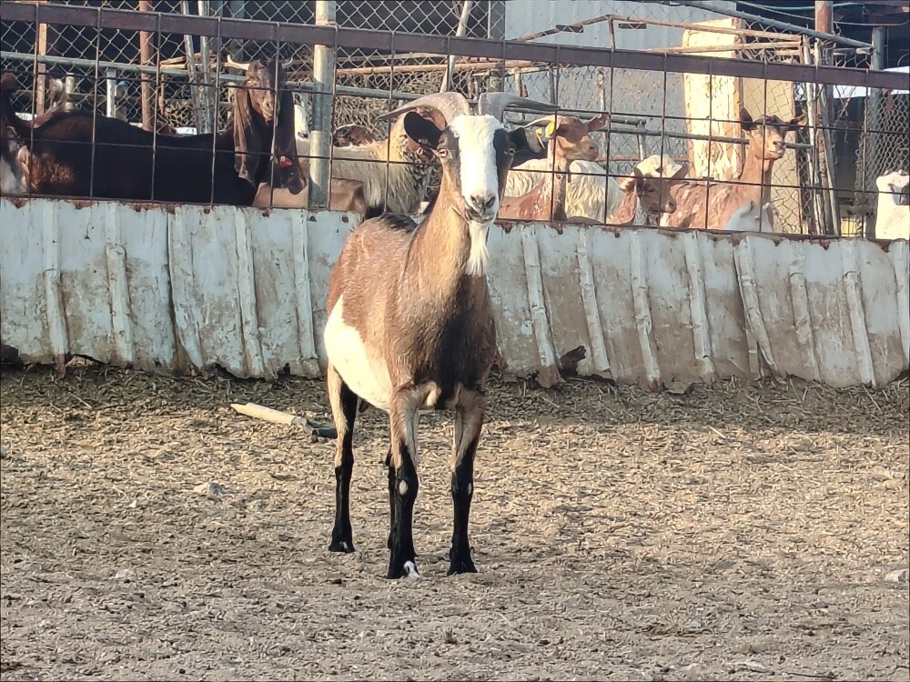 للبيع عنز غزم مهجنه طيبه - 3