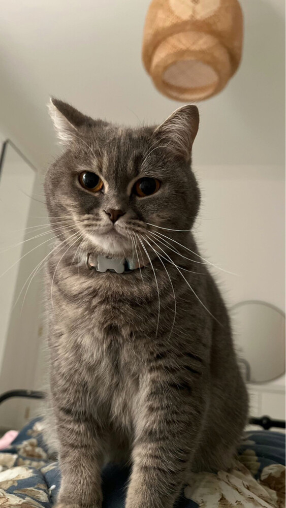 two cats for adoption - 2