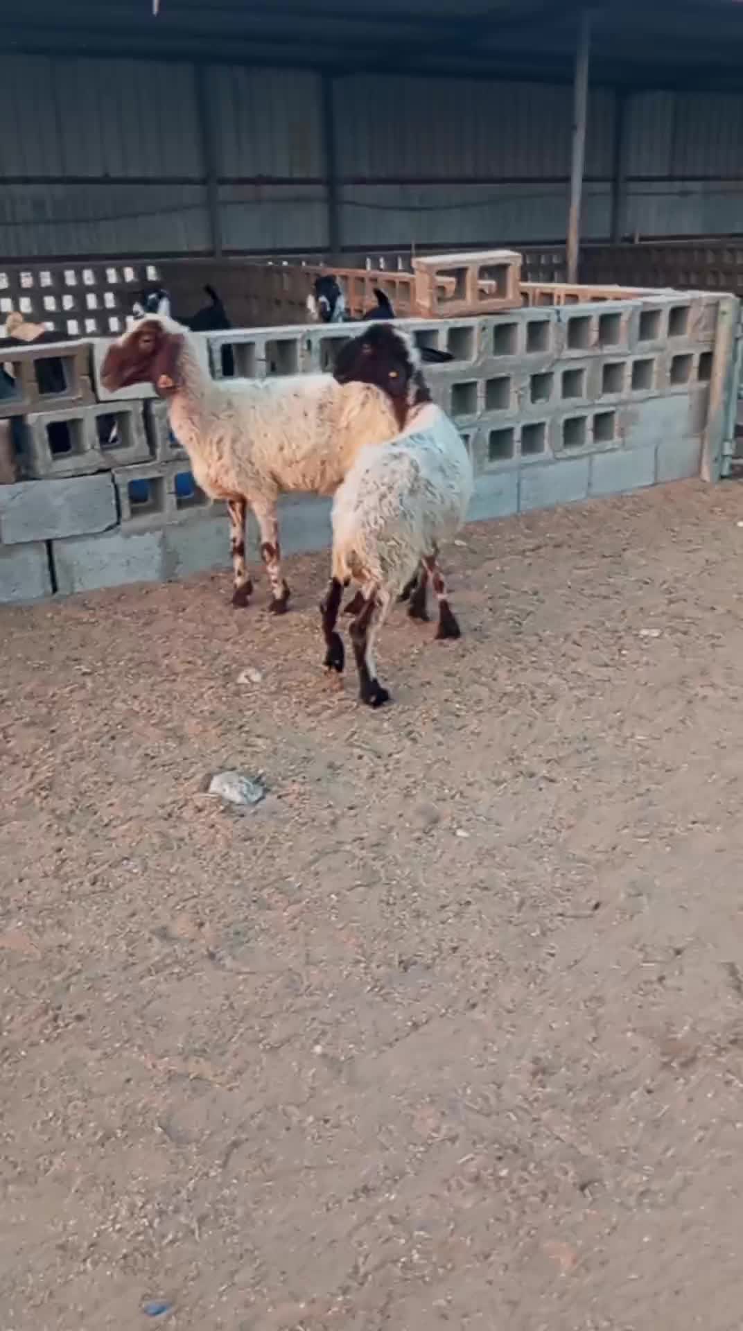 للبيع شوهات سوريا ديد و سن سلم - 1