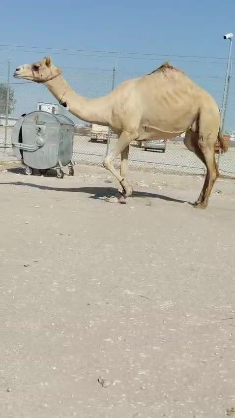ناقه مهجنه - 1