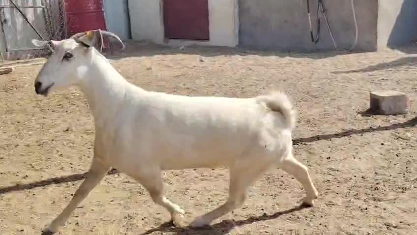 للبيع عنز عمانيه - 1
