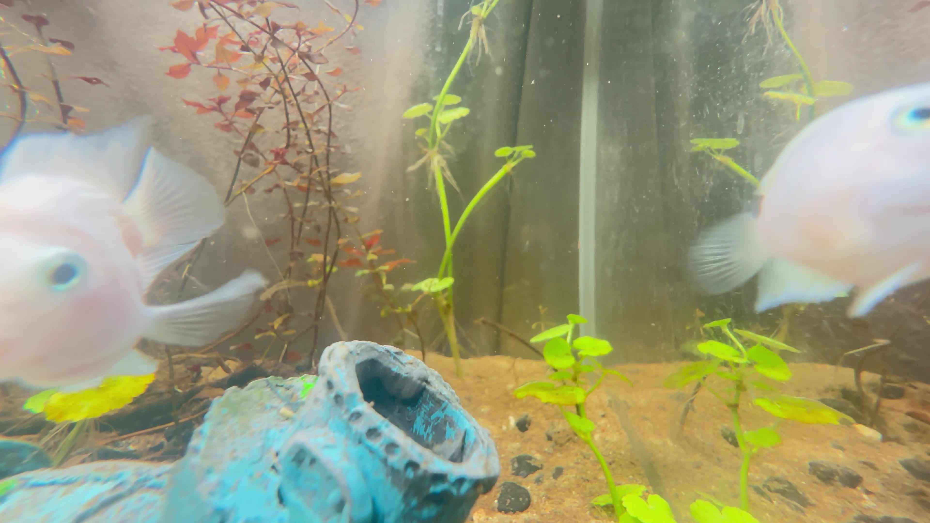 albino polar parrot fishes - 1