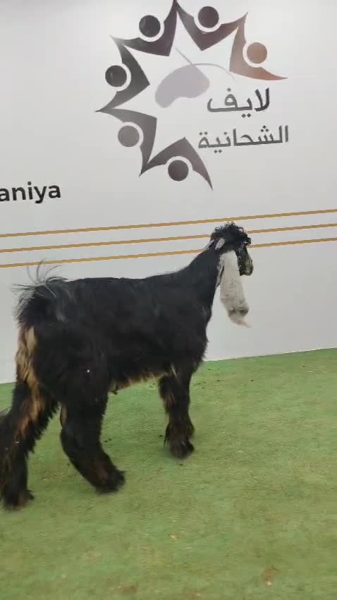 للبيع - 1