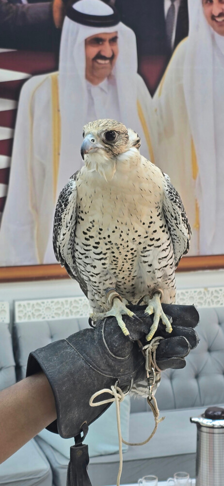جير شاهين  - 1