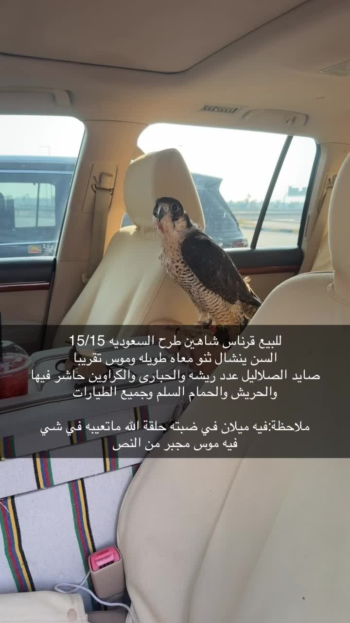 للبيع قرناس شاهين - 1
