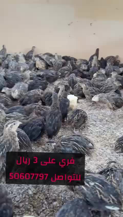 فري - 1